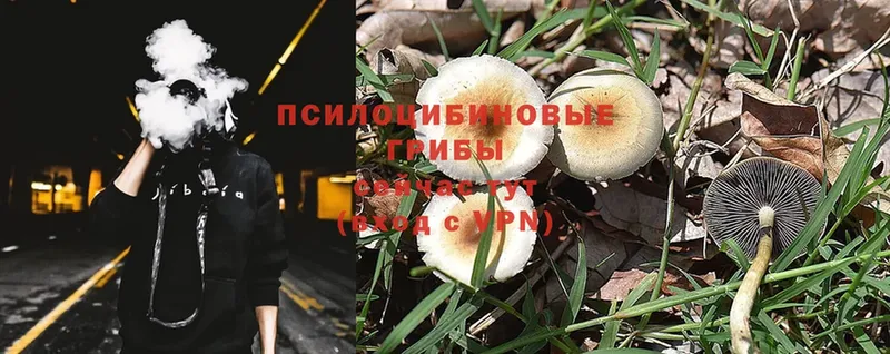 Галлюциногенные грибы MAGIC MUSHROOMS  Исилькуль 